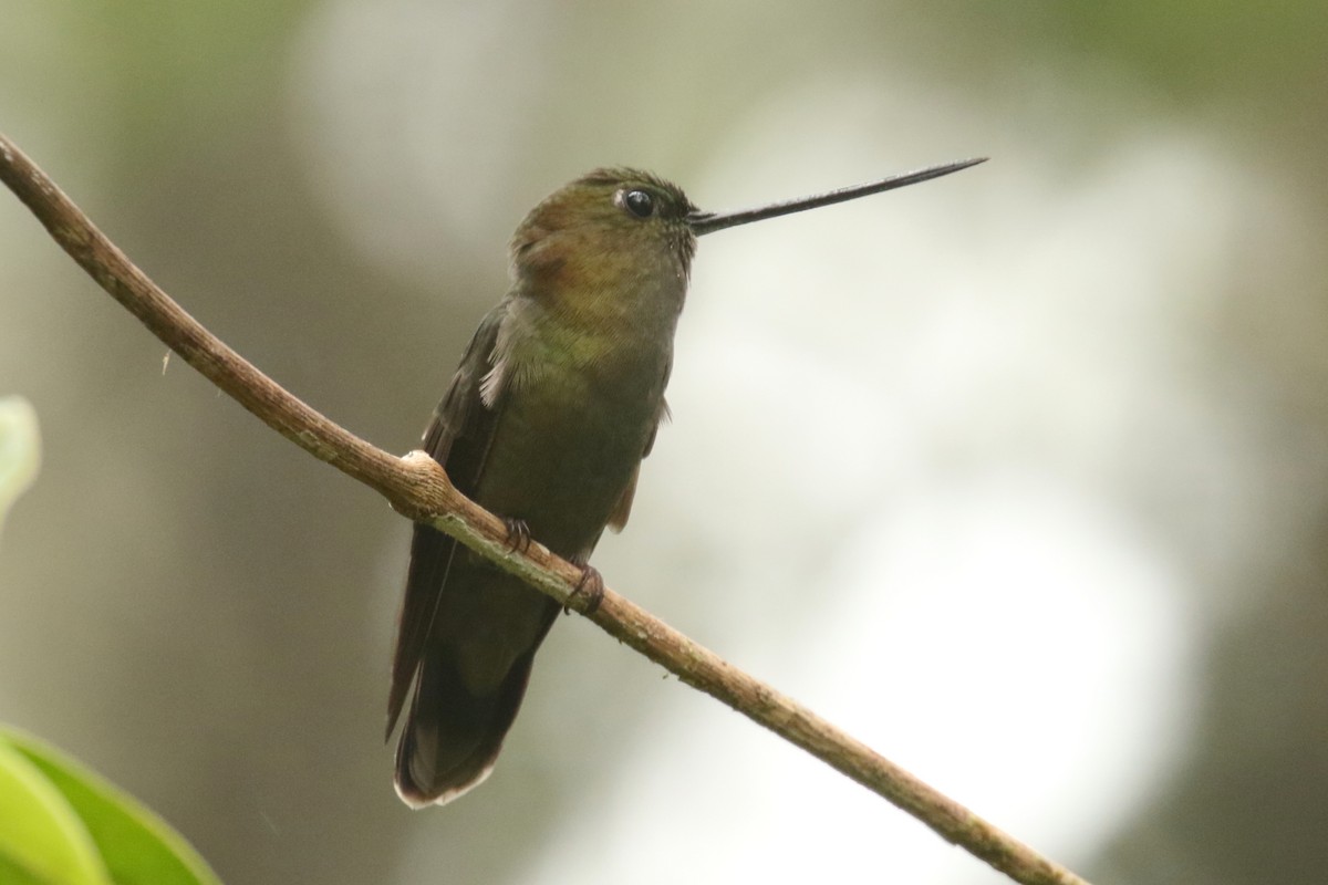 kolibřík zelenočelý - ML620842207