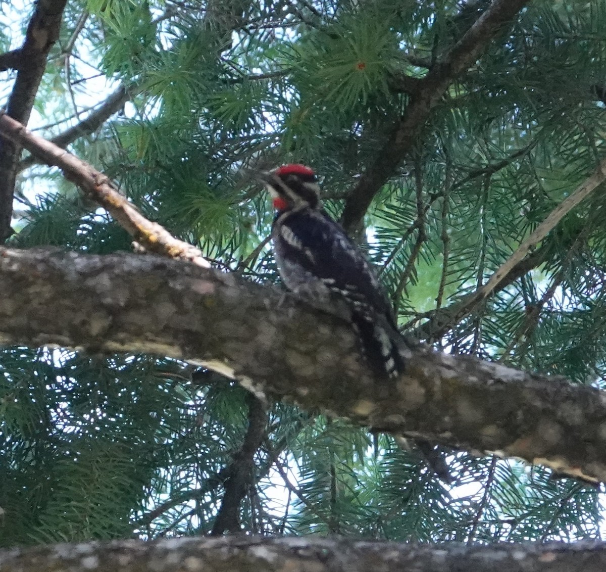 Red-naped Sapsucker - ML620842208