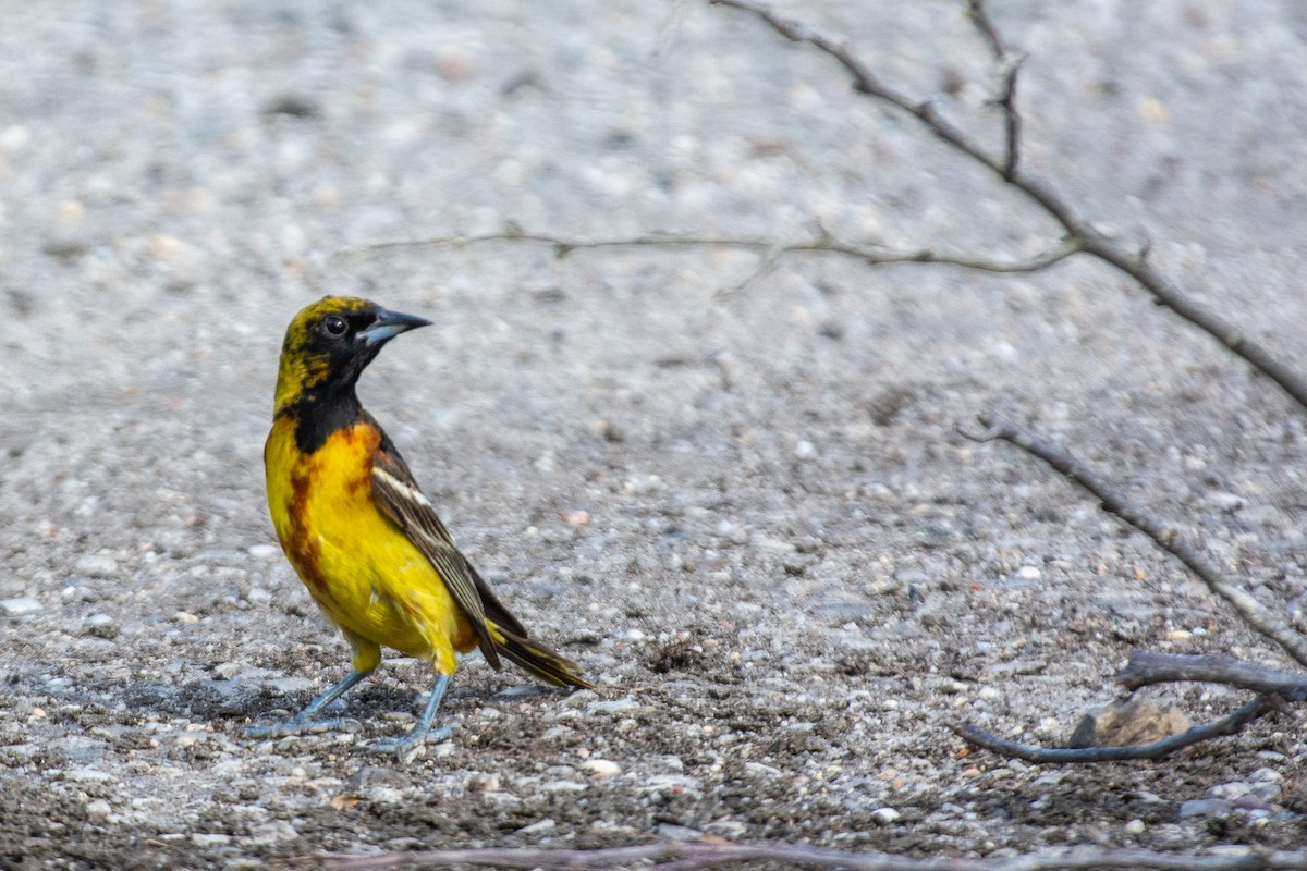 Orchard Oriole - ML620842213