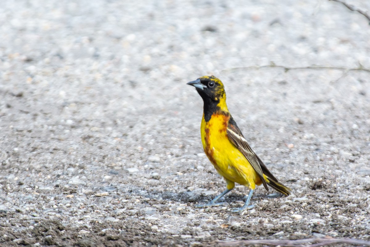 Orchard Oriole - ML620842214