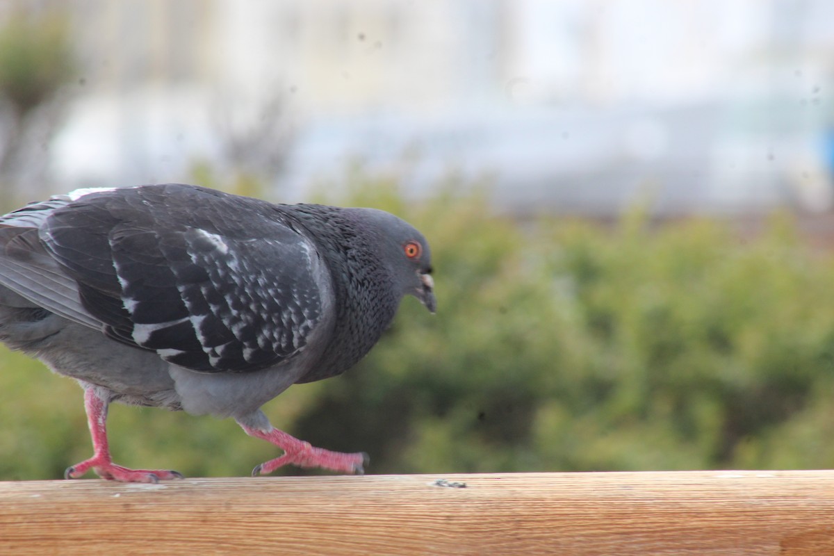 Rock Pigeon (Feral Pigeon) - ML620842238