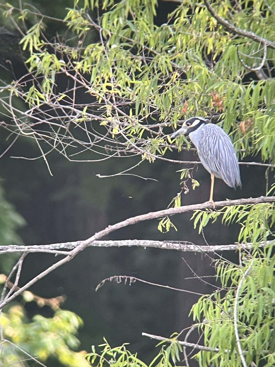 Yellow-crowned Night Heron - ML620842244