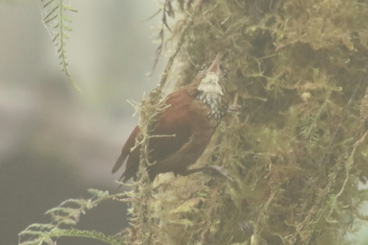 Fulvous-dotted Treerunner - ML620842260