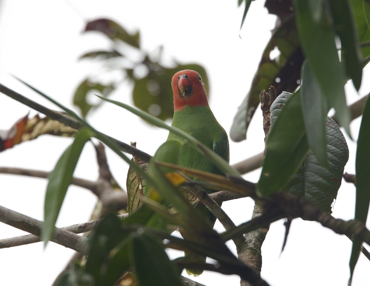 Red-cheeked Parrot - ML620842288