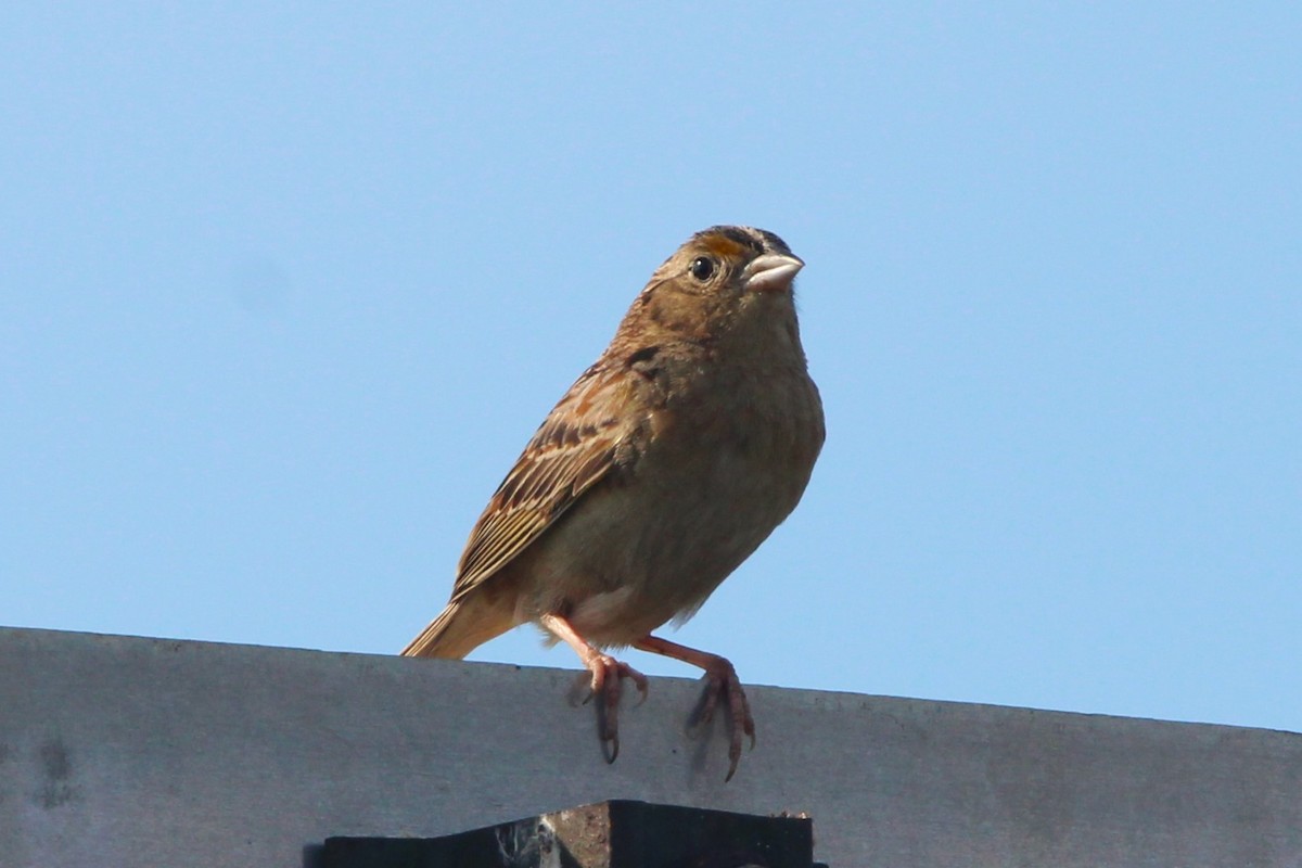 Grasshopper Sparrow - ML620842301