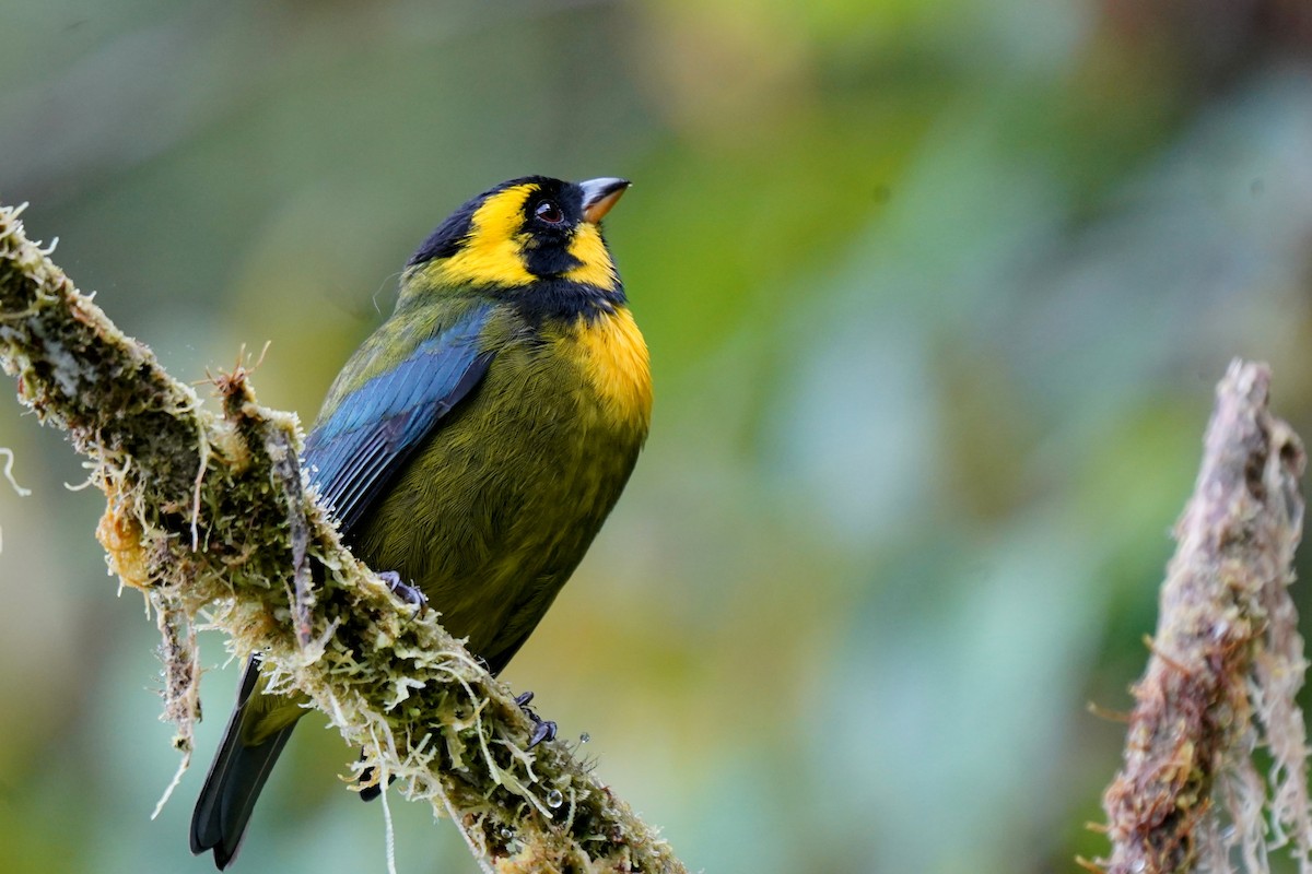 Gold-ringed Tanager - ML620842311