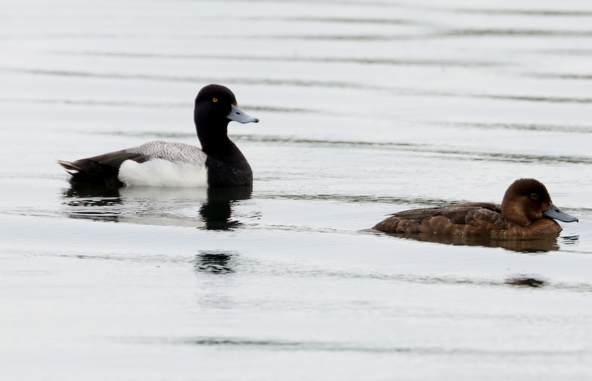 Greater Scaup - ML620842314