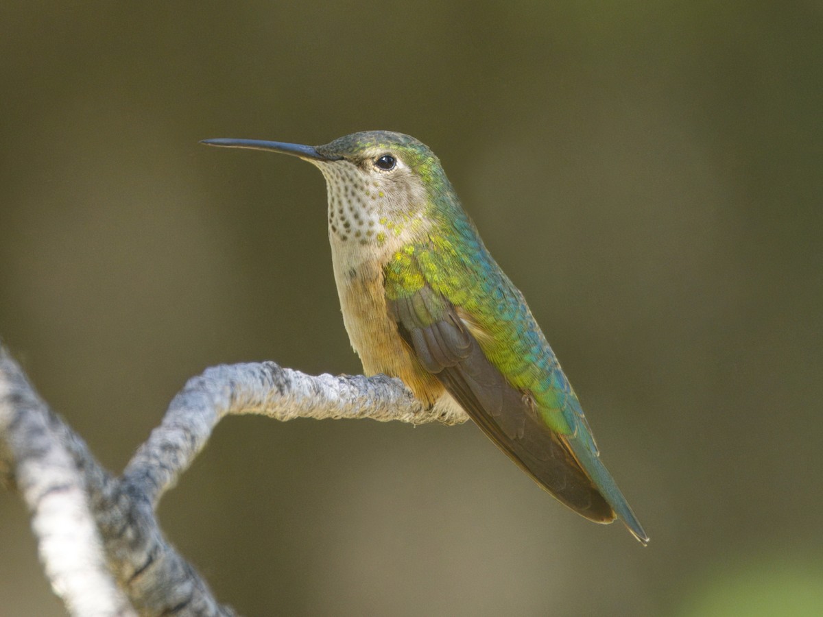 Broad-tailed Hummingbird - ML620842329