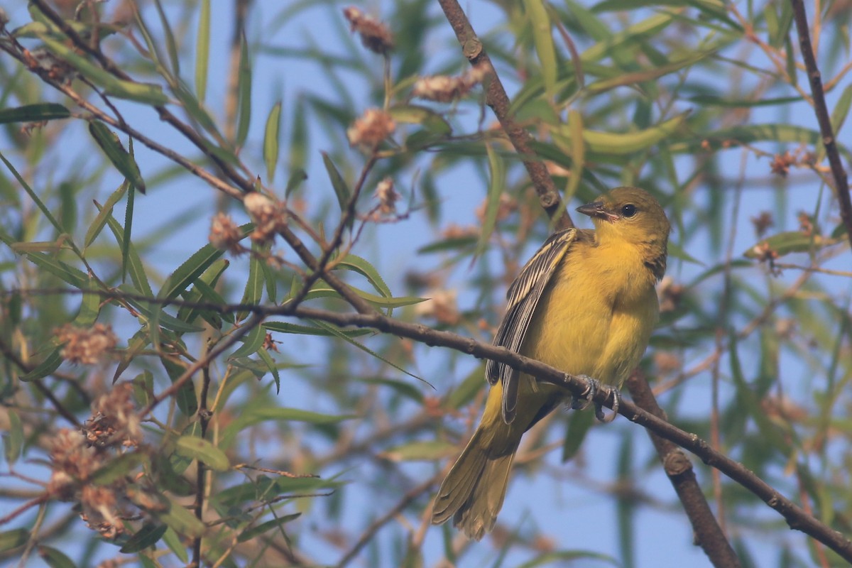 Orchard Oriole - ML620842378