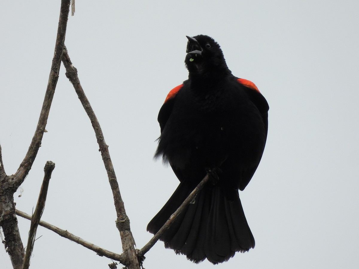 Red-winged Blackbird - ML620842388