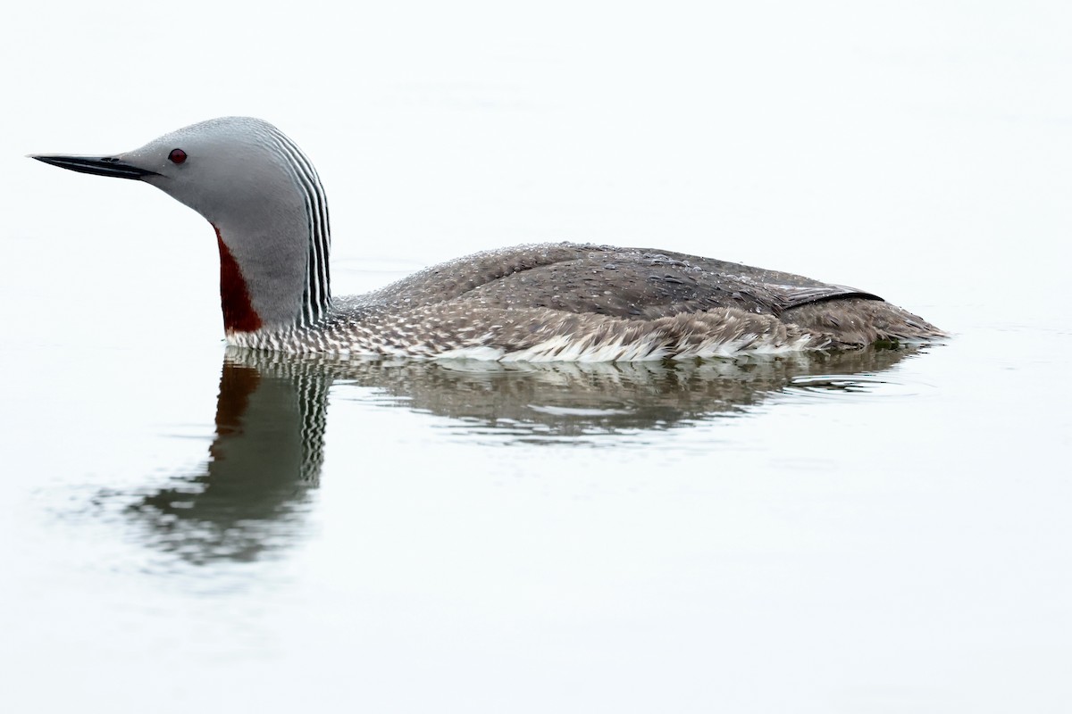 Red-throated Loon - ML620842414