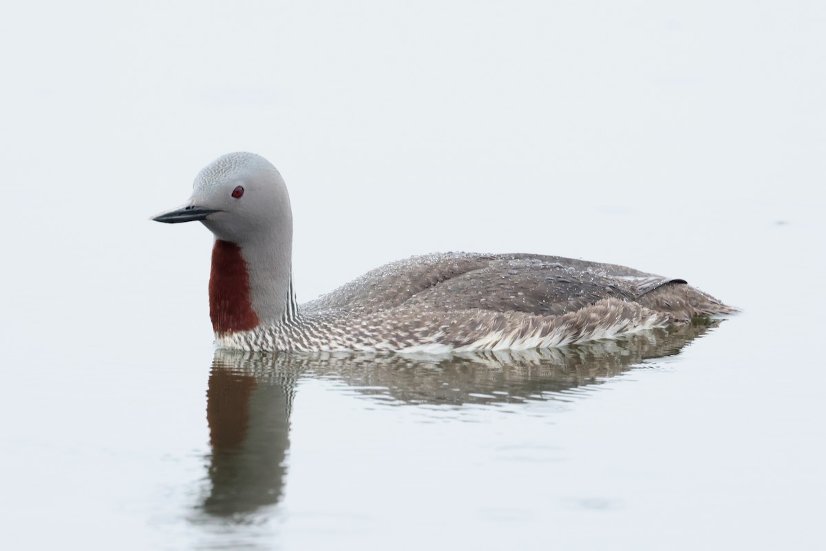Red-throated Loon - ML620842438