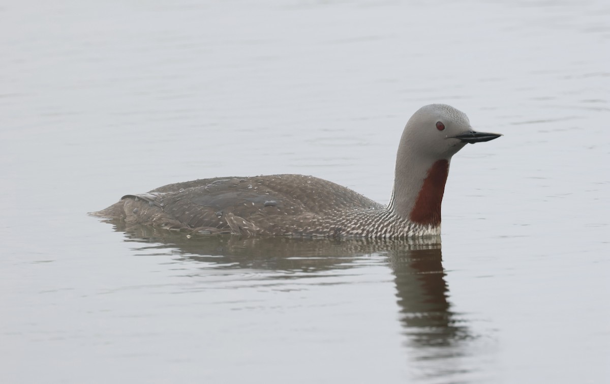Red-throated Loon - ML620842451