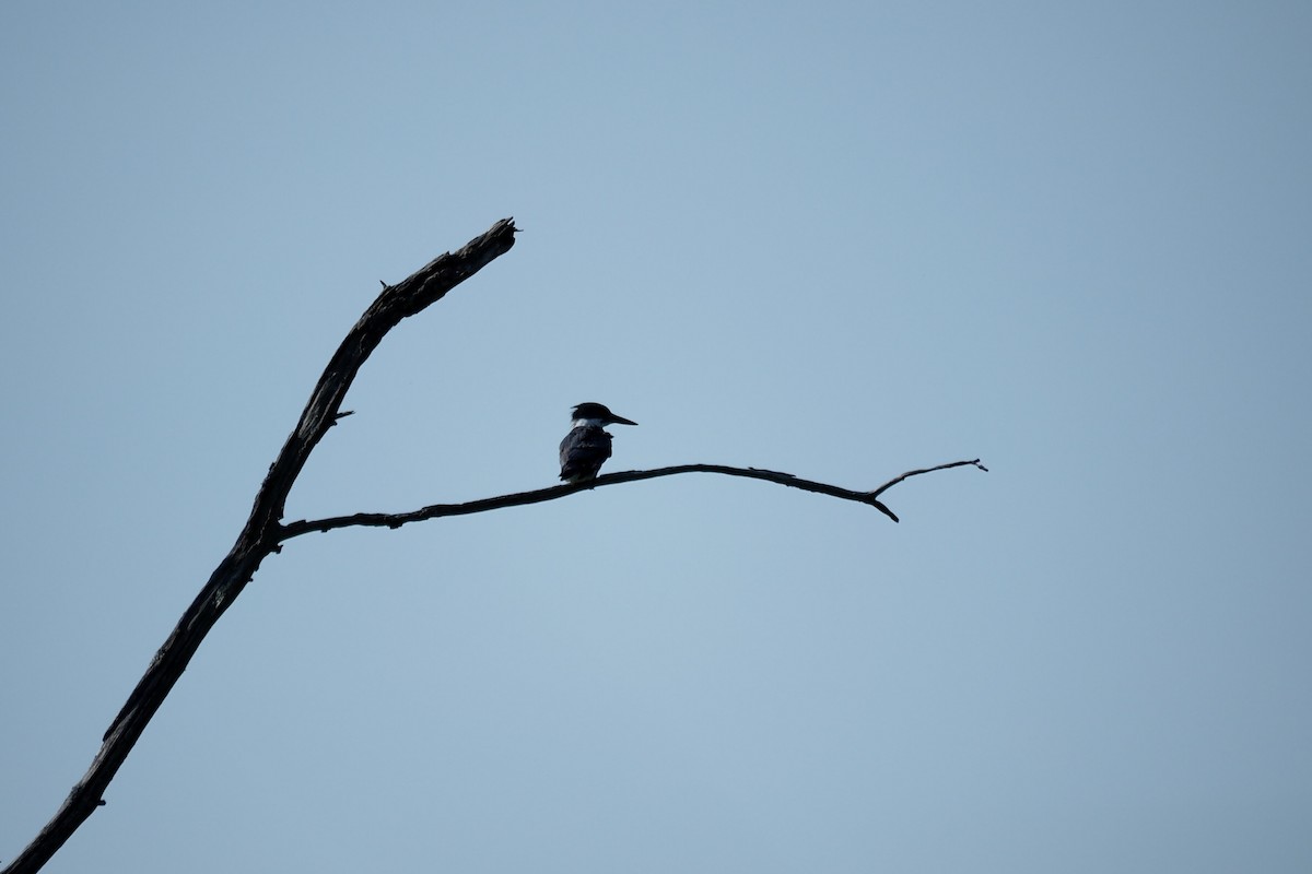 Belted Kingfisher - ML620842453