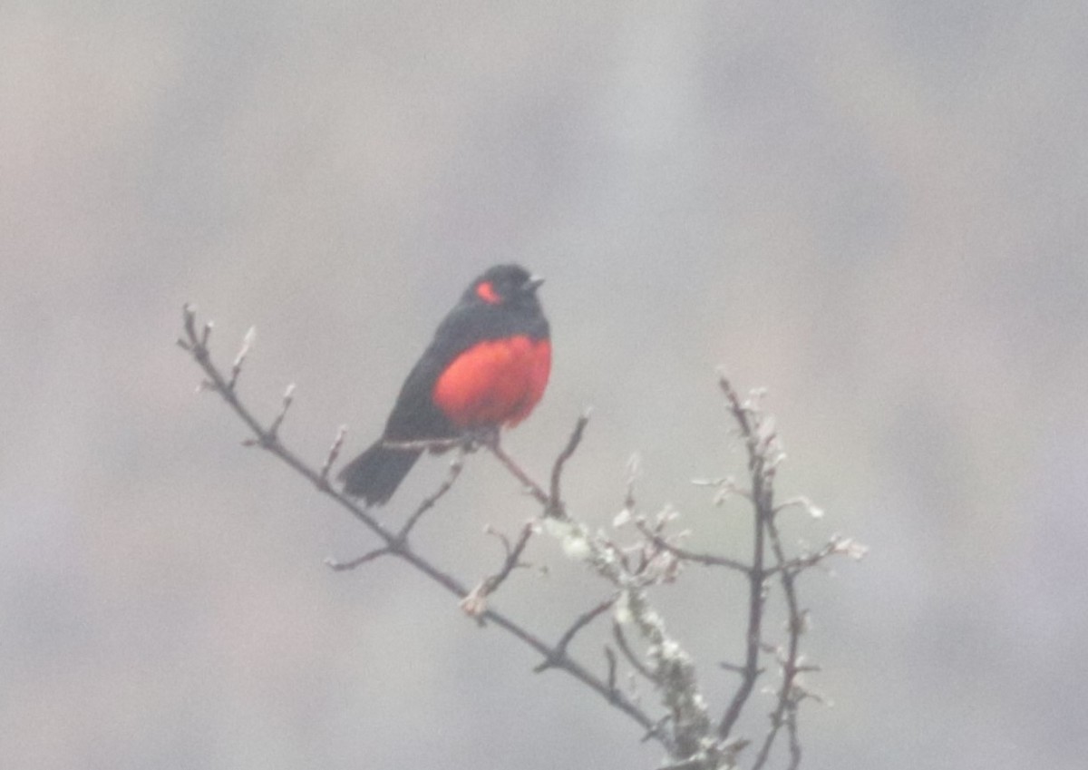 Scarlet-bellied Mountain Tanager - ML620842460
