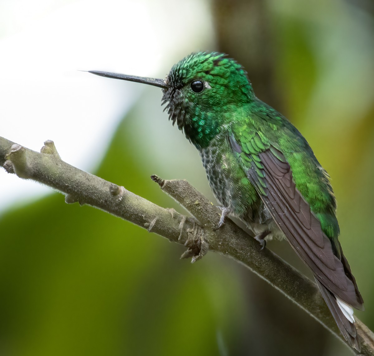 Colibrí Puntiblanco Oriental - ML620842465