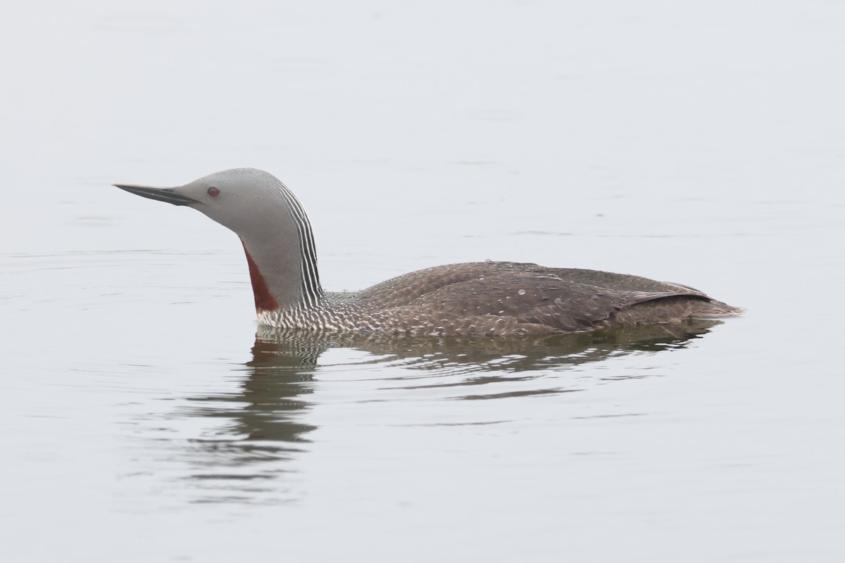 Red-throated Loon - ML620842467