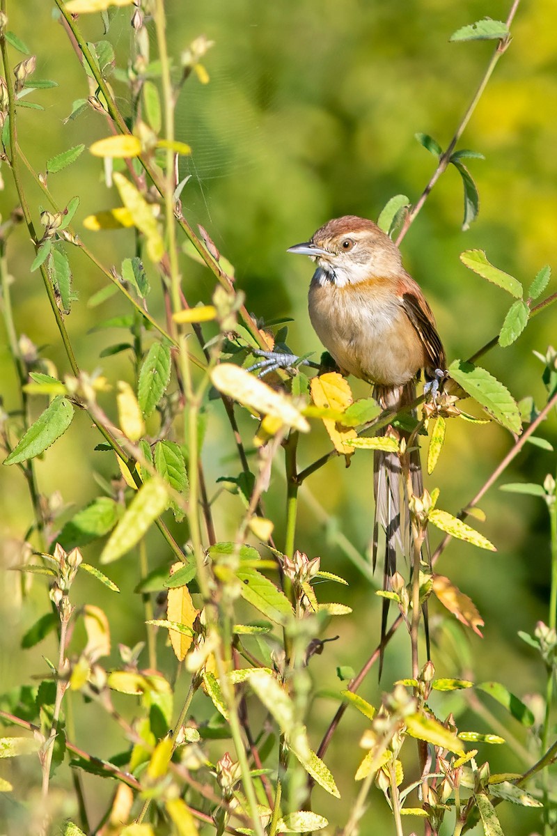 Chotoy Spinetail - ML620842468