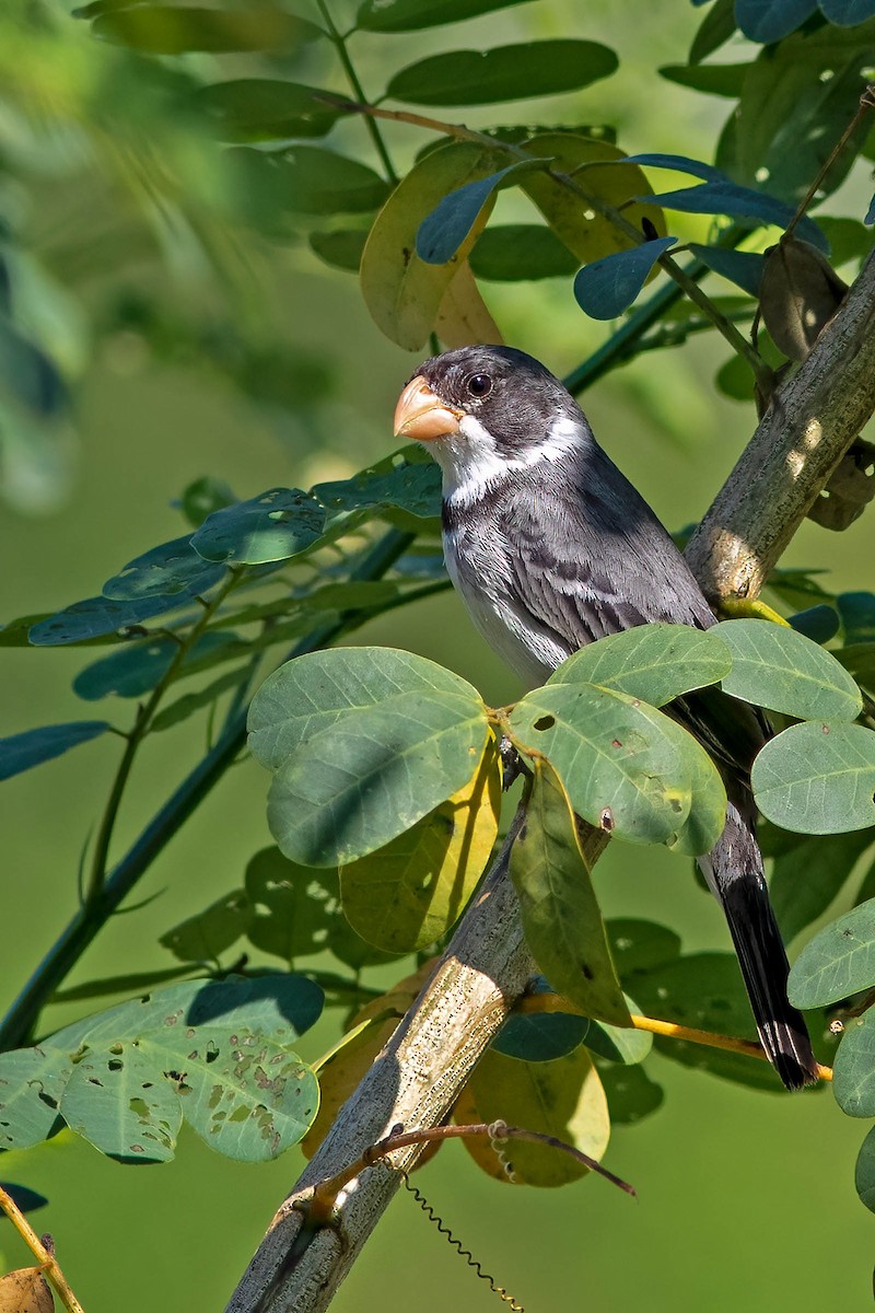 White-throated Seedeater - ML620842496