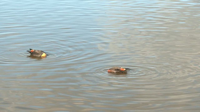 Australian Shelduck - ML620842507