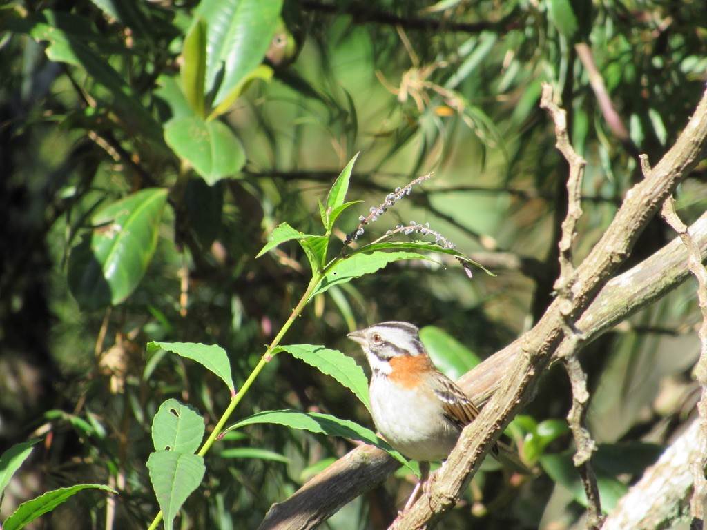 Rufous-collared Sparrow - ML620842511