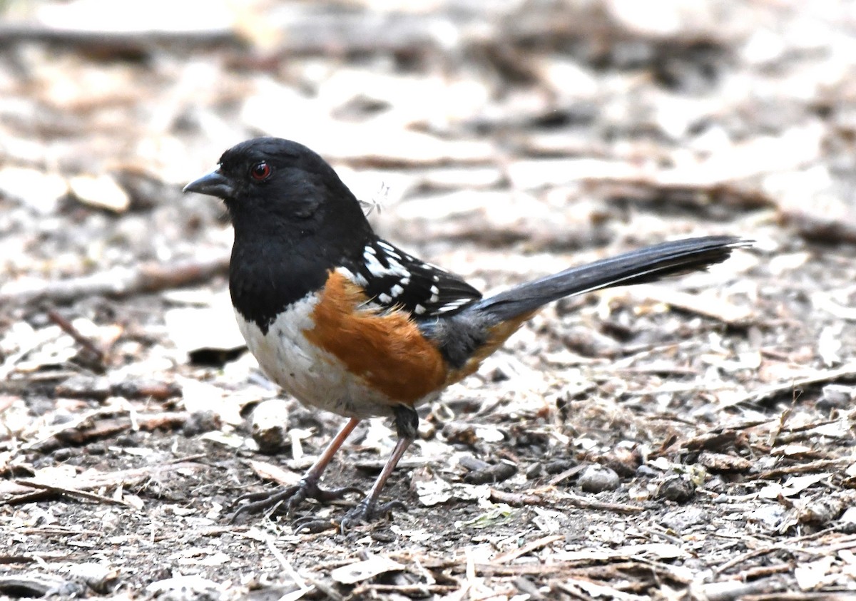 Spotted Towhee - ML620842512