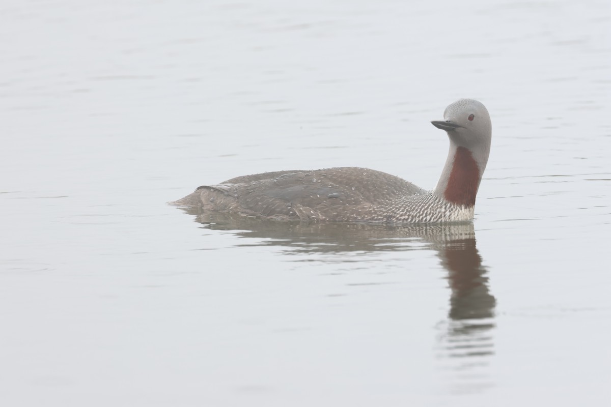 Red-throated Loon - ML620842516