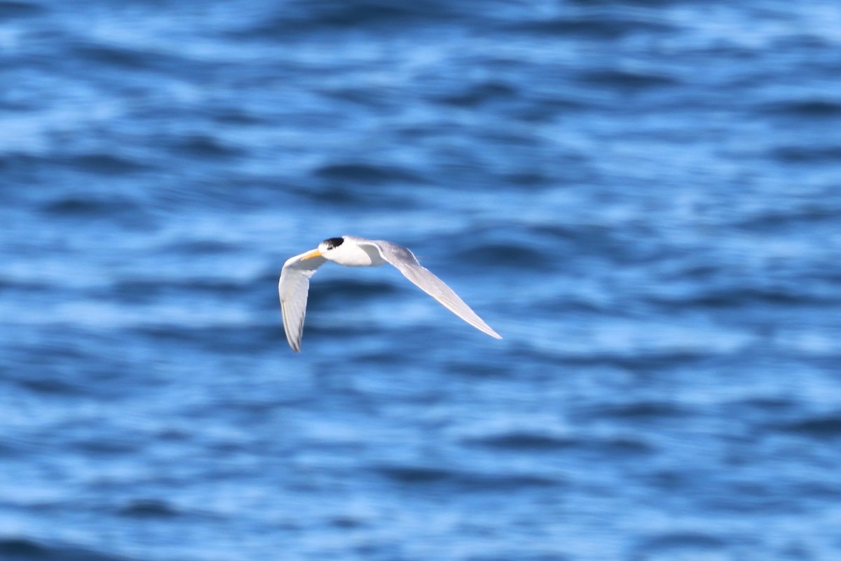 Great Crested Tern - ML620842522