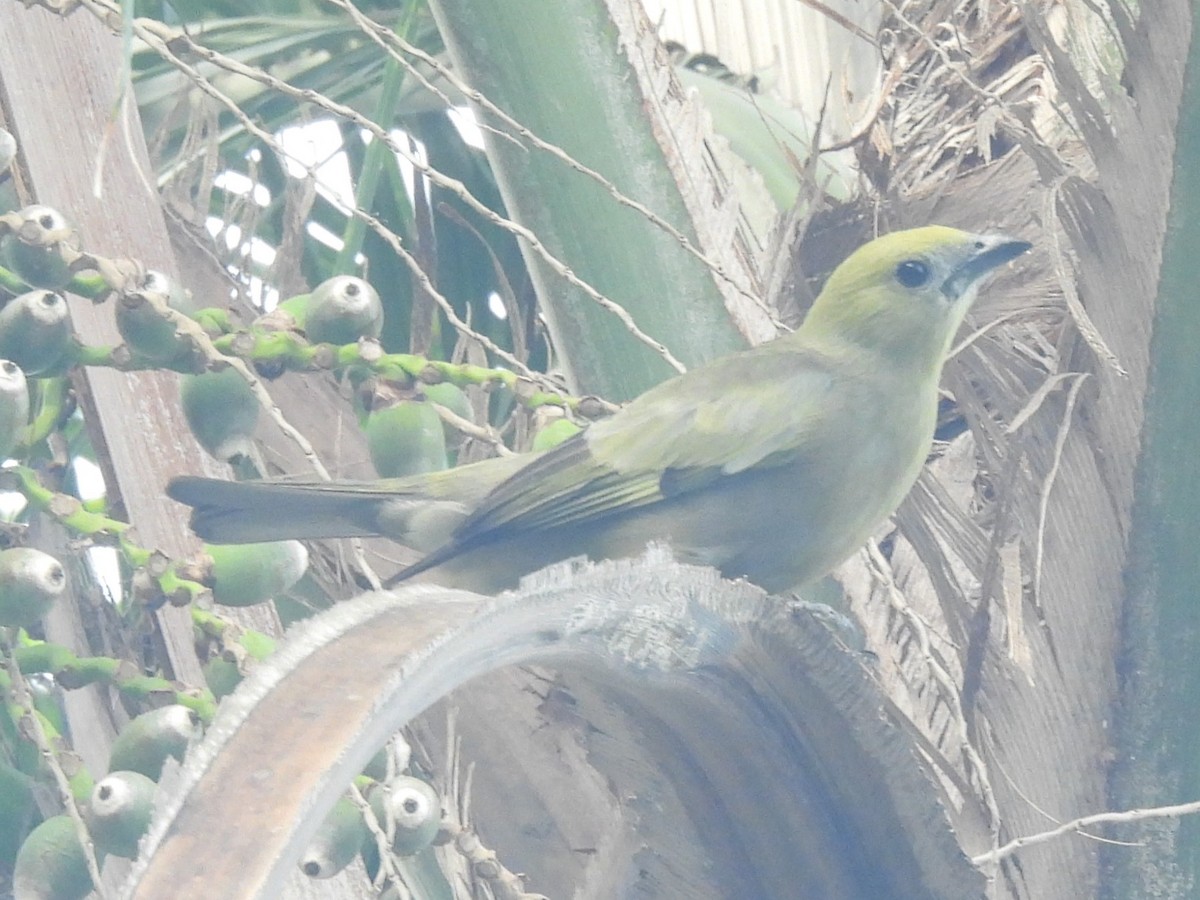 Palm Tanager - ML620842552