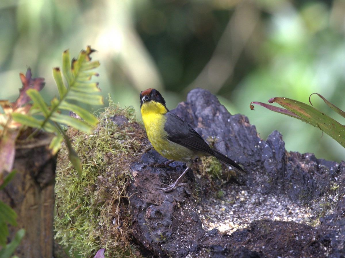 Yellow-breasted Brushfinch (Yellow-breasted) - ML620842586