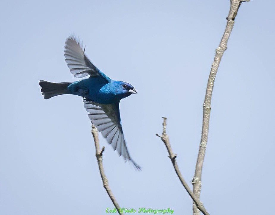 Indigo Bunting - ML620842597