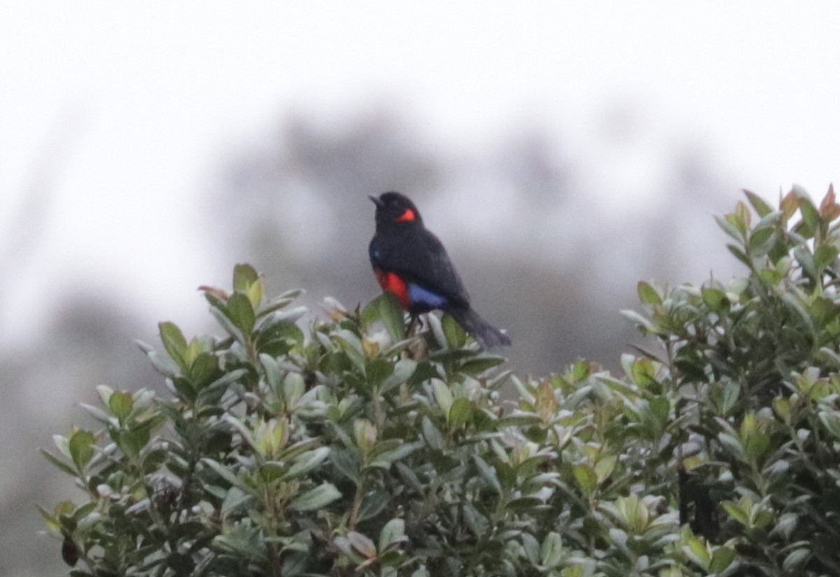 Scarlet-bellied Mountain Tanager - ML620842603