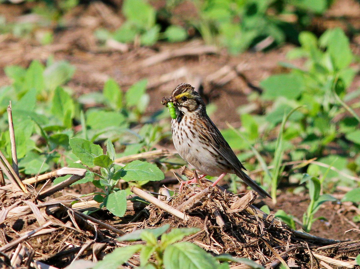 Savannah Sparrow - ML620842611