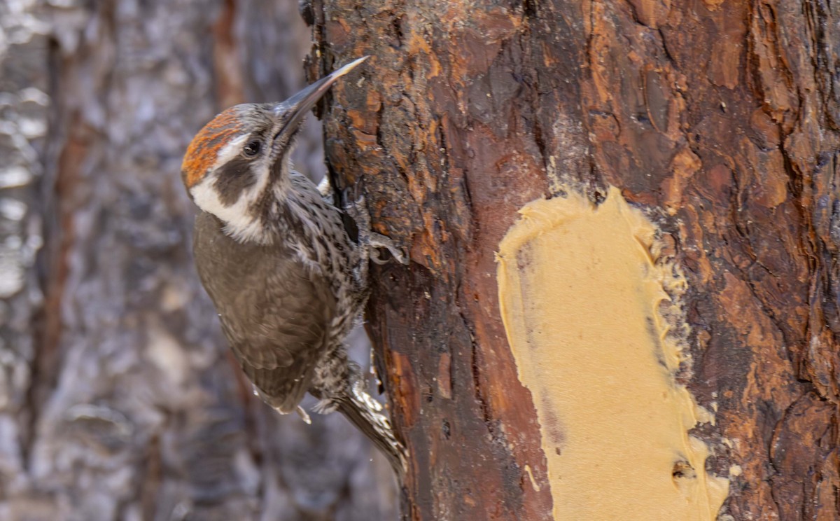 Arizona Woodpecker - ML620842625