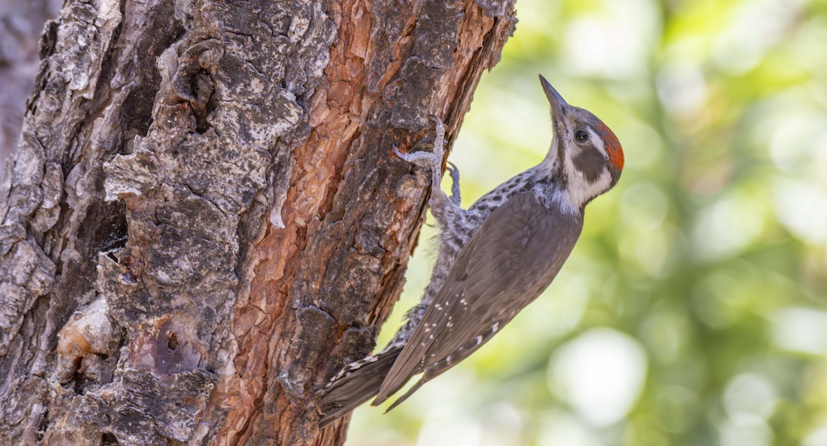 Arizona Woodpecker - ML620842626