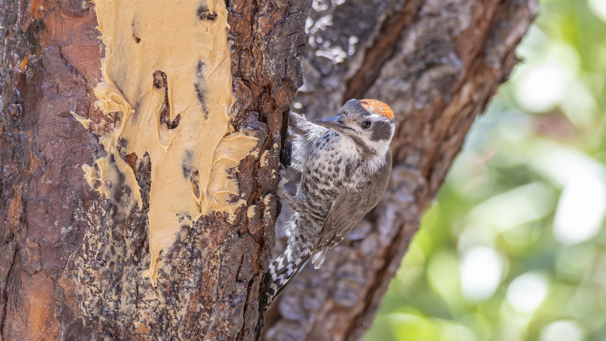 Arizona Woodpecker - ML620842627