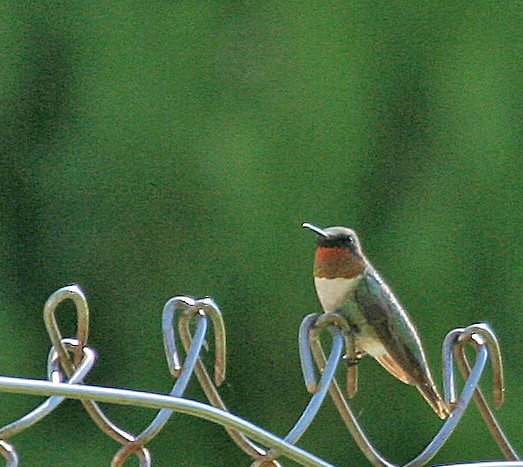 Ruby-throated Hummingbird - ML620842628