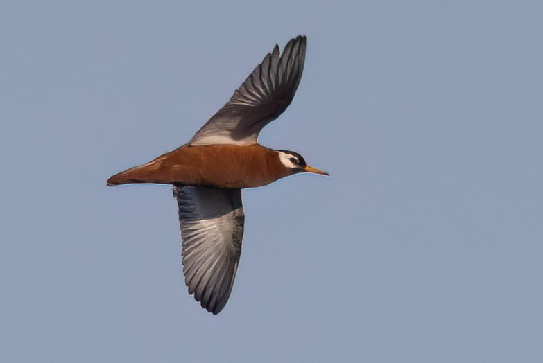 Red Phalarope - ML620842637