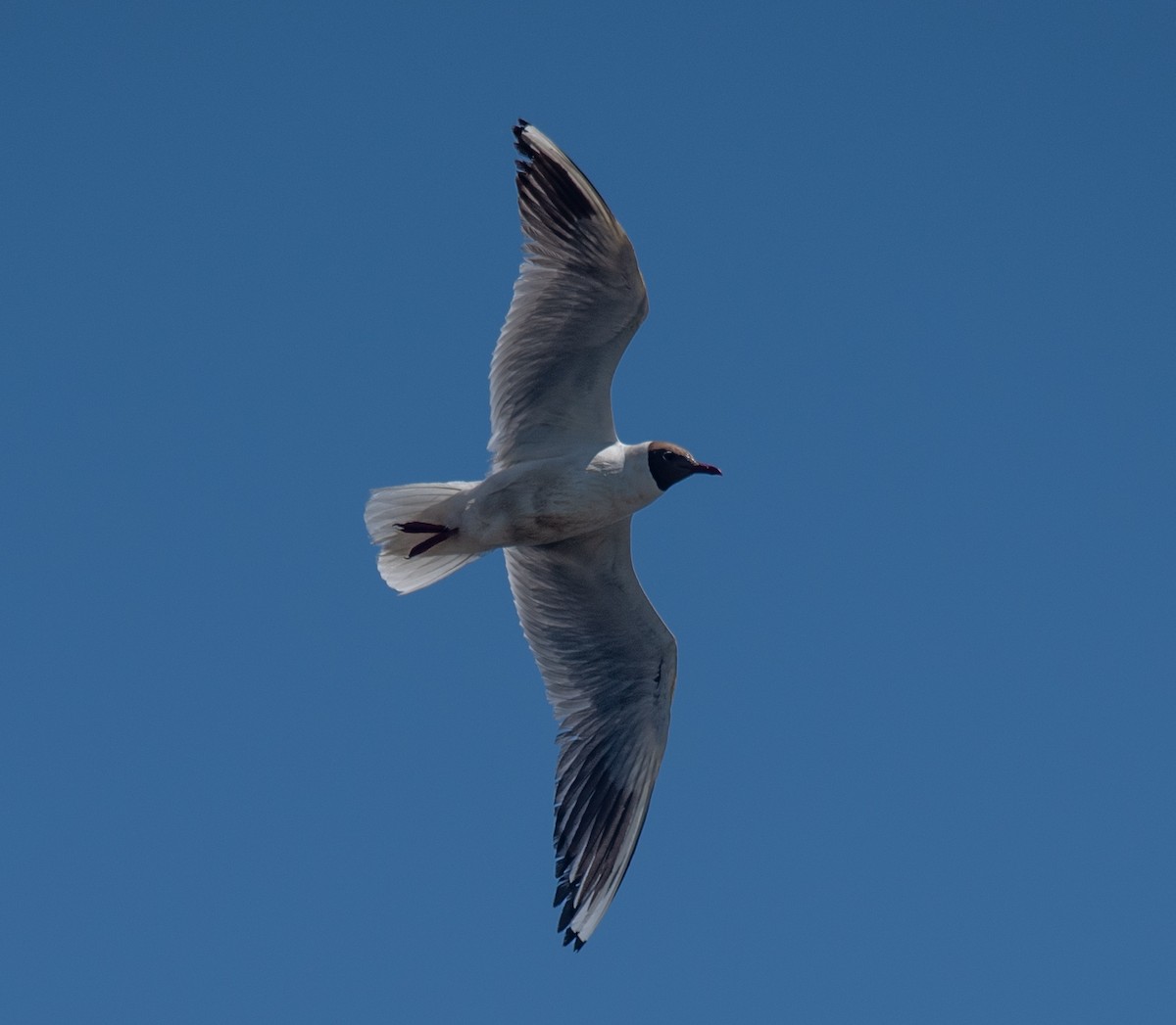 Mouette rieuse - ML620842641