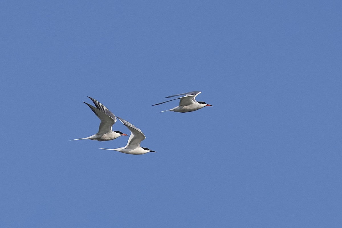Roseate Tern - ML620842649