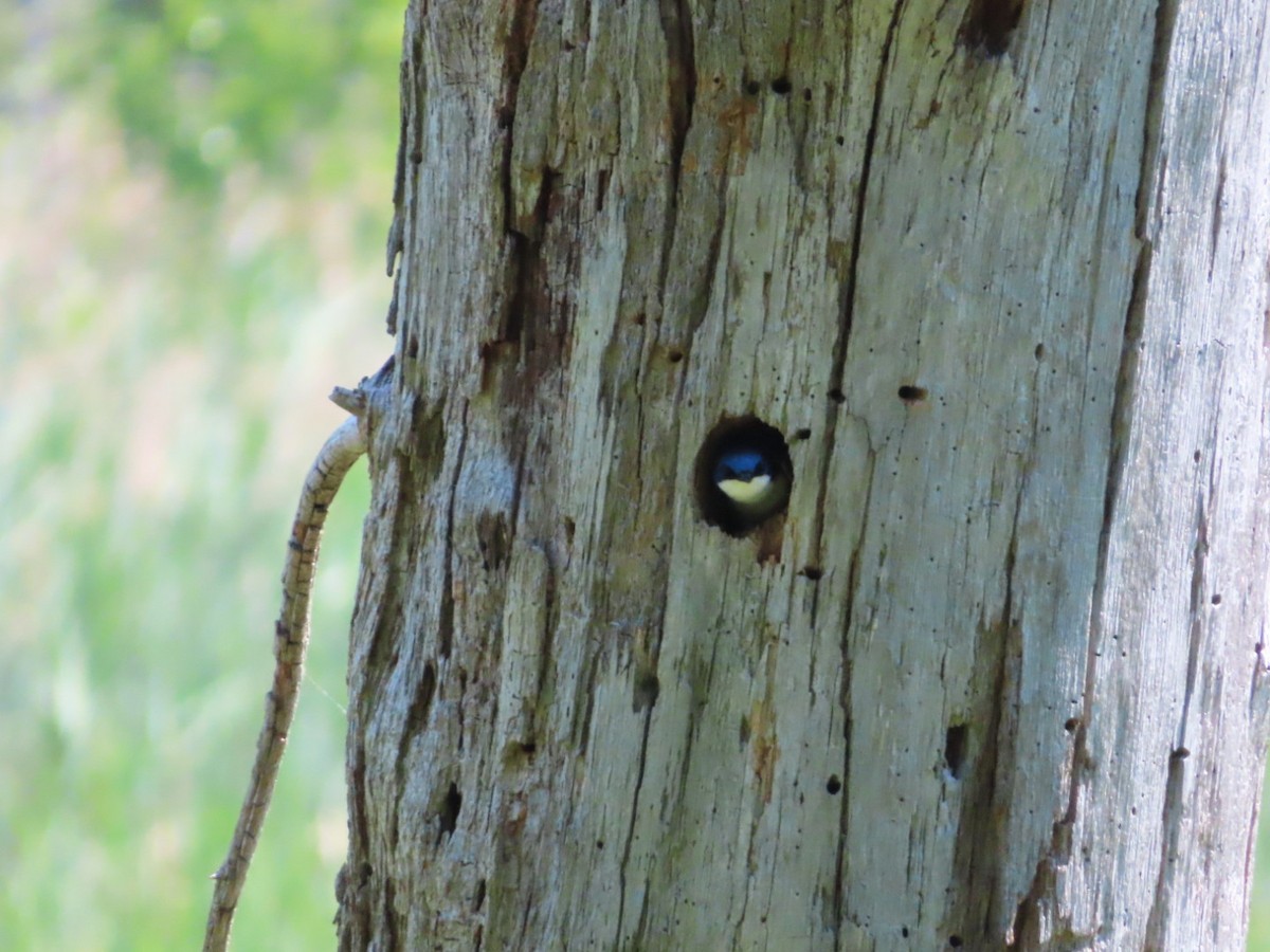 Golondrina Bicolor - ML620842662