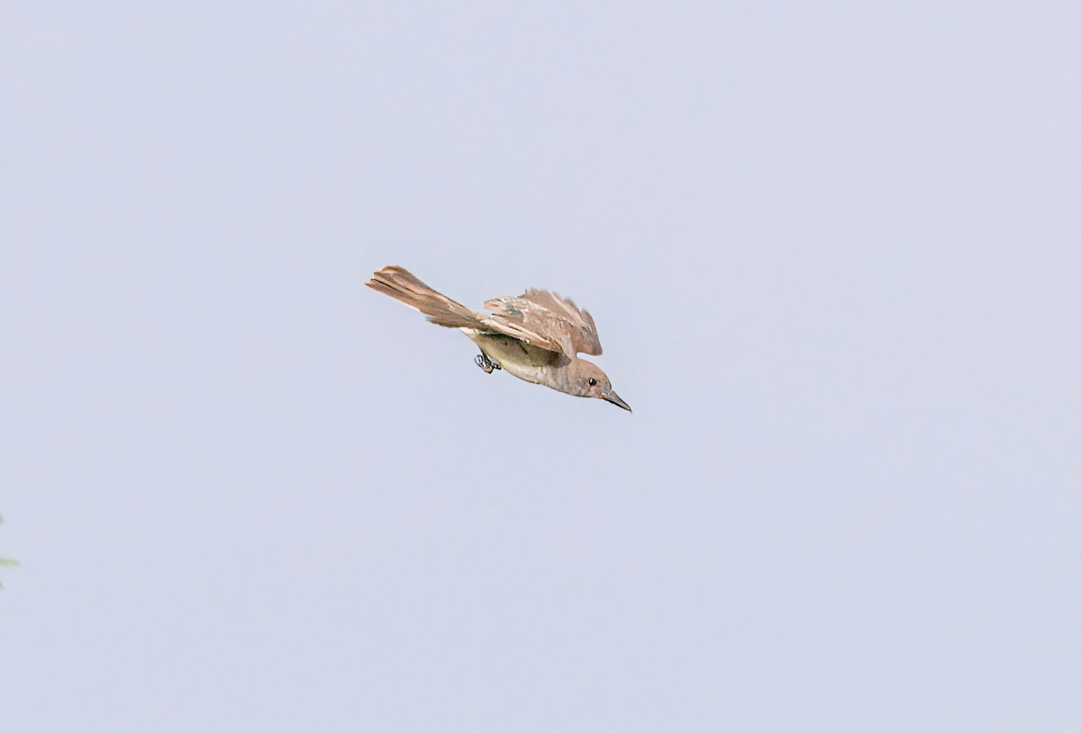 Brown-crested Flycatcher - Nick Pulcinella