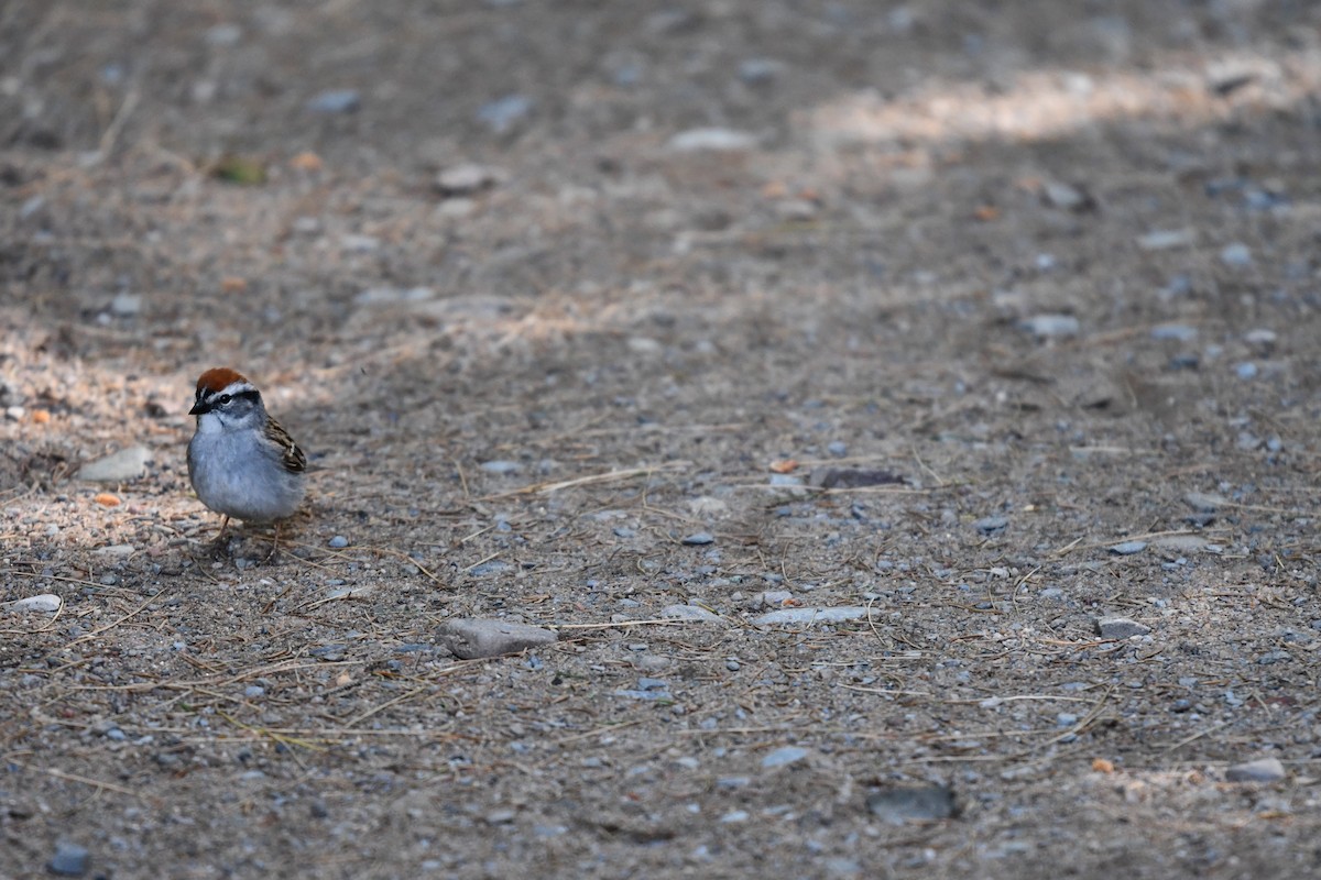 Chipping Sparrow - ML620842712