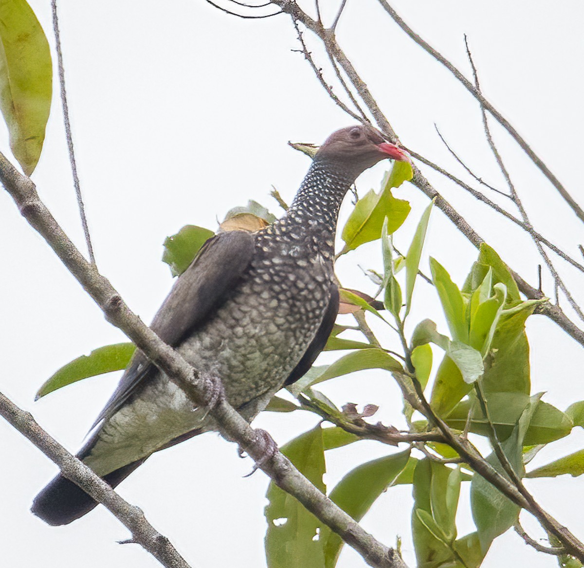 Scaled Pigeon - ML620842713