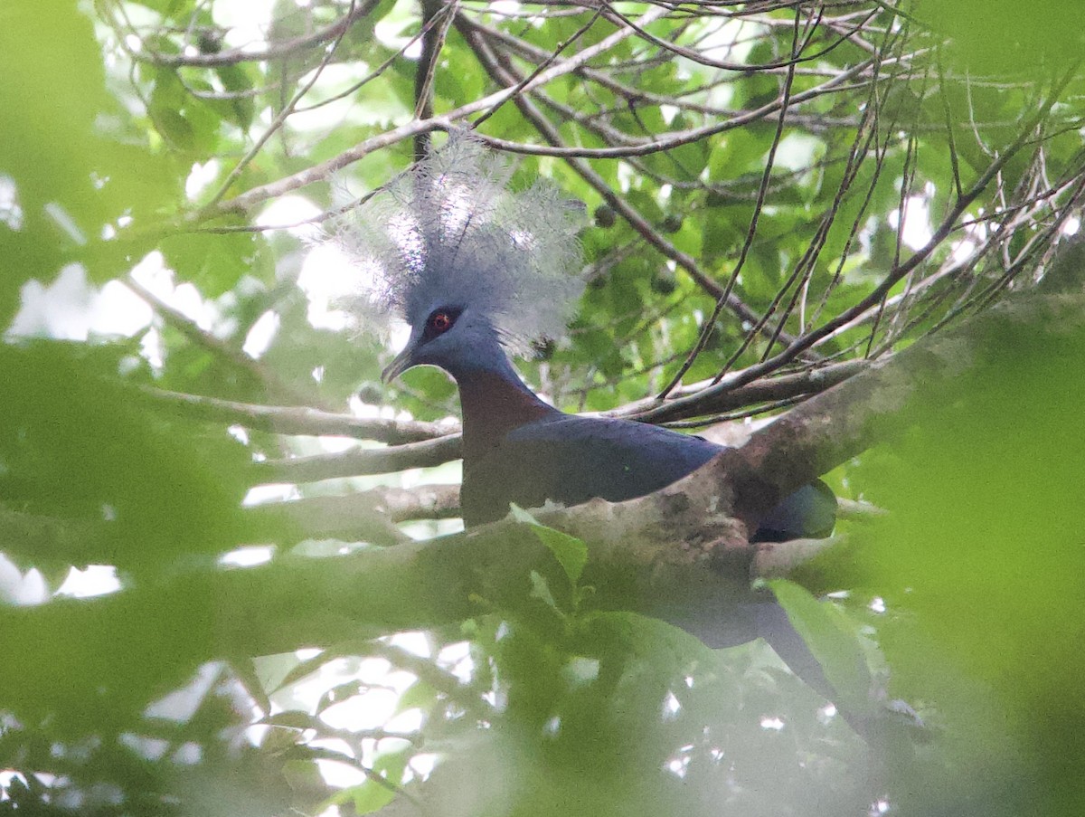 Sclater's Crowned-Pigeon - ML620842717