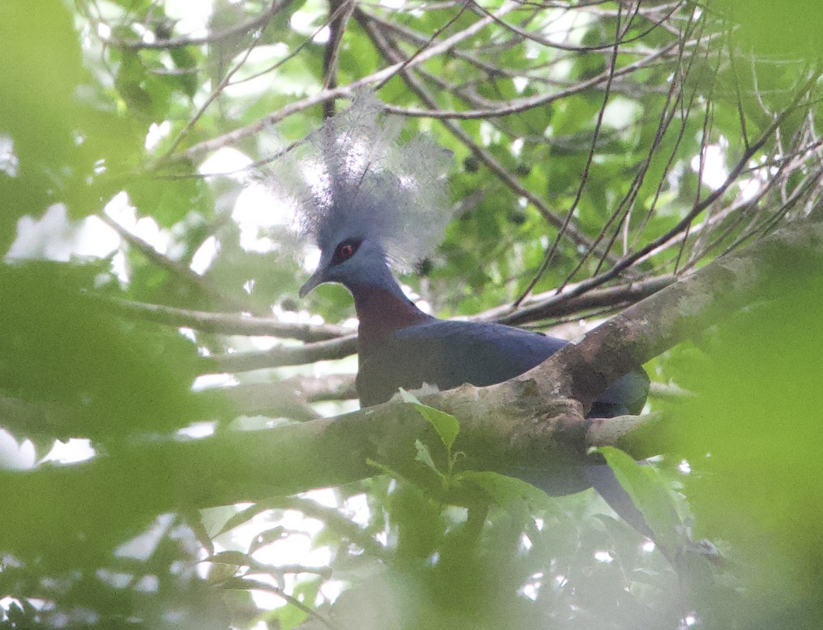 Sclater's Crowned-Pigeon - ML620842722