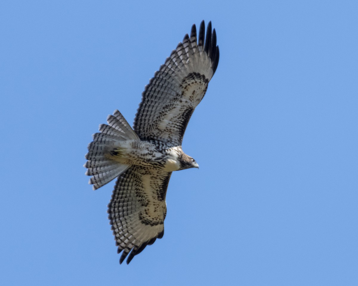 Red-tailed Hawk - ML620842756
