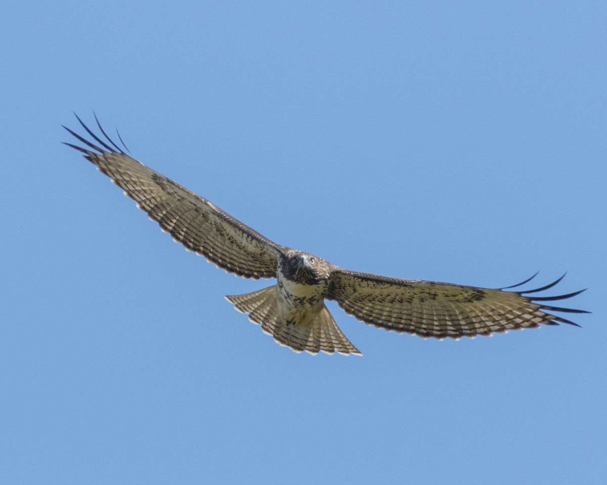 Red-tailed Hawk - ML620842758