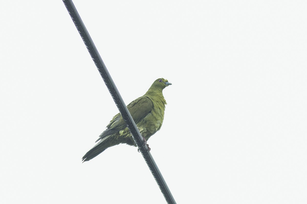 Whistling Green-Pigeon (Ryukyu) - ML620842808