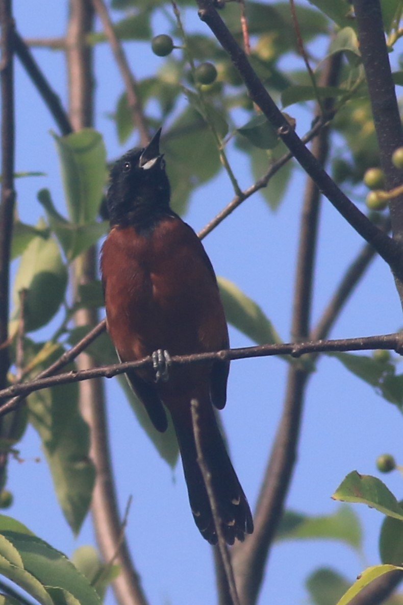 Orchard Oriole - ML620842815